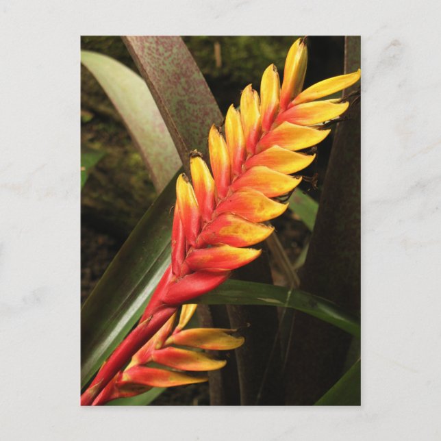 postal "Inflorescencia de la Vriesea bromelia" (Anverso)