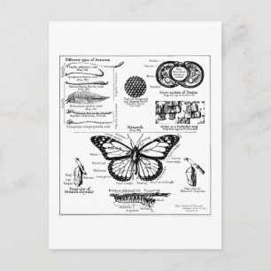 Postal Información de la mariposa de monarca