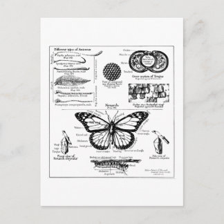 Postal Información de la mariposa de monarca