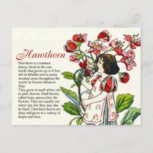 Postal Información de la planta de Chica de espinas salva