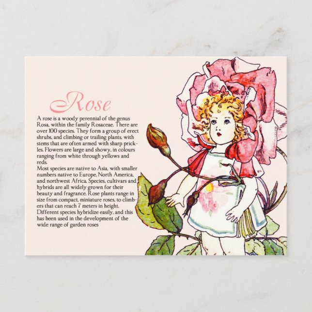Postal Información de la planta de Rosa de colección de b (Anverso)