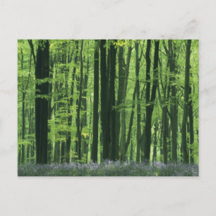 Postal Inglaterra, bosque de hayas y campanillas azules