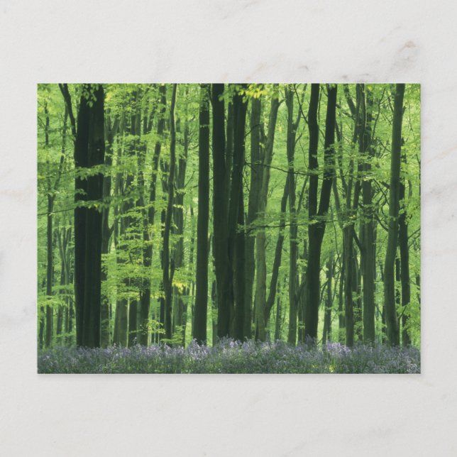 Postal Inglaterra, bosque de hayas y campanillas azules (Anverso)