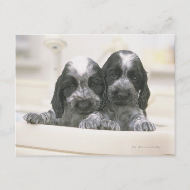 Postal Inglés cocker spaniel (Anverso)