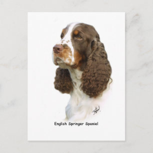 Postal Inglés Springer Spaniel 8M15D-05