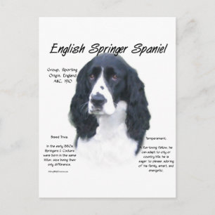Postal Inglés Springer Spaniel (blk) Diseño de historia