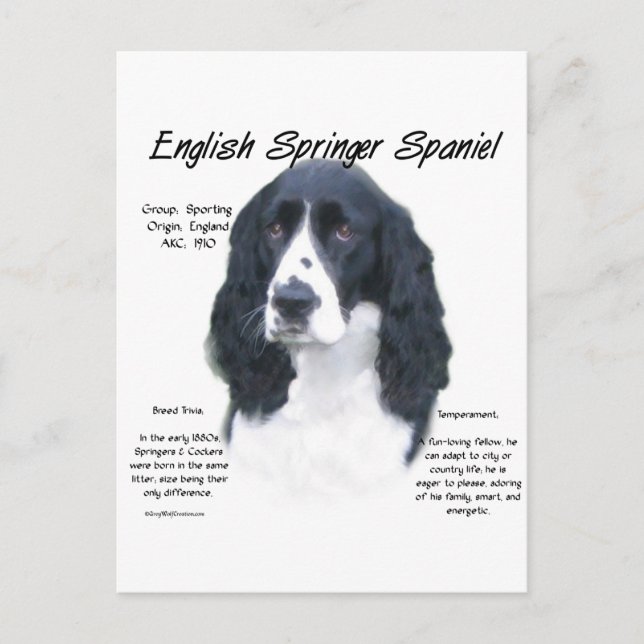 Postal Inglés Springer Spaniel (blk) Diseño de historia (Anverso)