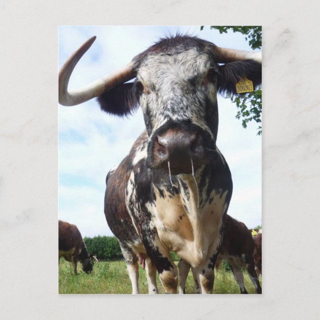 Postal inglesa de vaca bovina longhorn (Anverso)