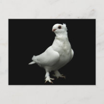 Inglizi Pigeon