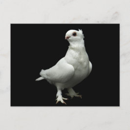 Postal Inglizi Pigeon