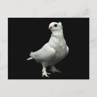Postal Inglizi Pigeon