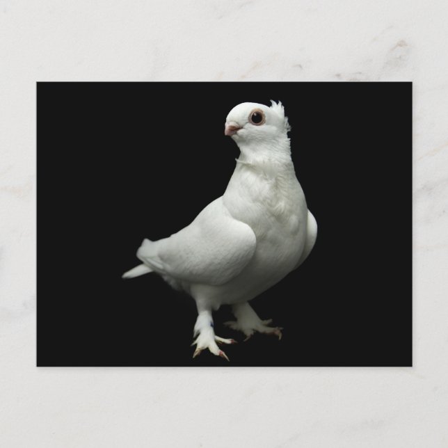 Postal Inglizi Pigeon (Anverso)
