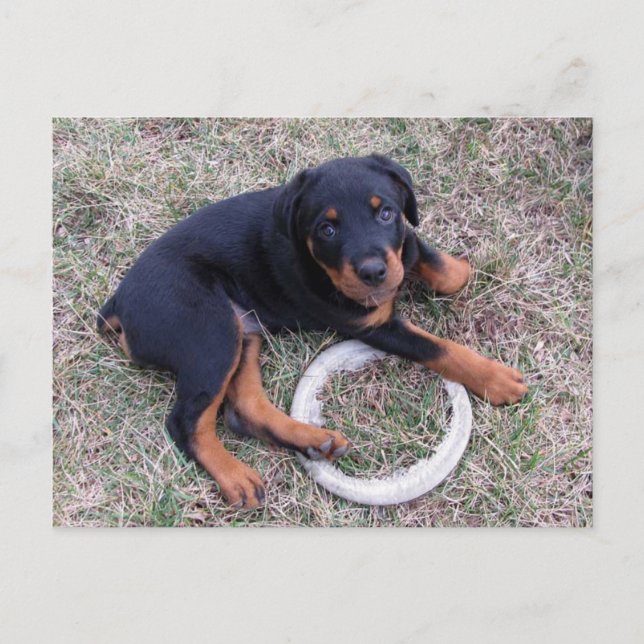Postal "inocente" de Rottweiler Puppy (Anverso)