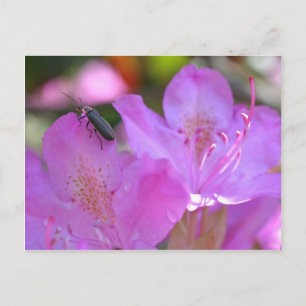 Postal Inscripción En La Flor Rosa Azaleas