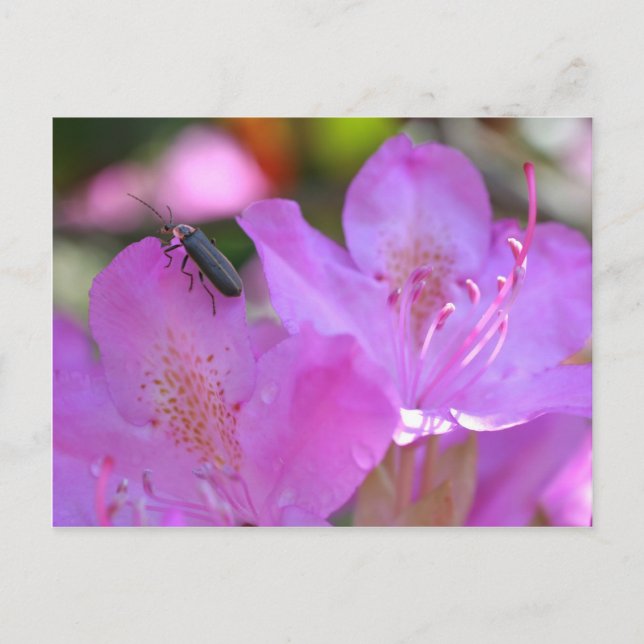 Postal Inscripción En La Flor Rosa Azaleas (Anverso)