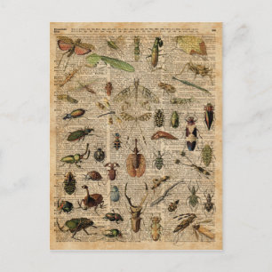 Postal Insect Bugs Ilustracion Vintage Arte Diccionario