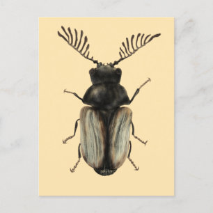 Postal Insect Lover Art: Escarabajo de Guay