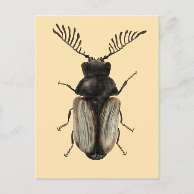 Postal Insect Lover Art: Escarabajo de Guay (Anverso)