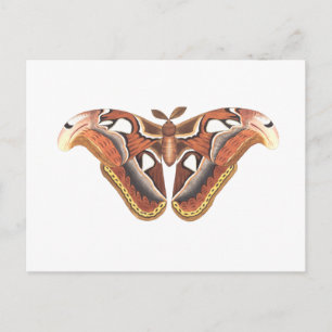 Postal insecto animal de mariposa aislado