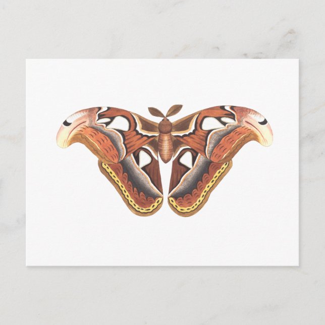 Postal insecto animal de mariposa aislado (Anverso)