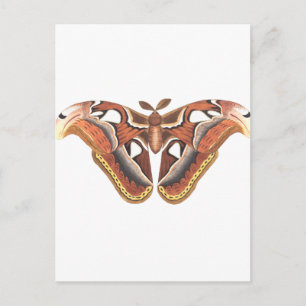 Postal insecto animal de mariposa aislado
