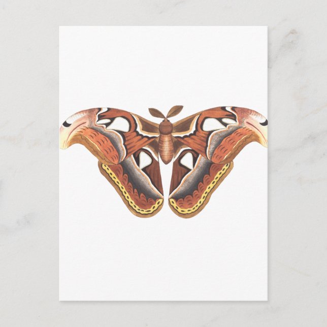 Postal insecto animal de mariposa aislado (Anverso)