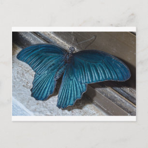 Postal insecto azul mariposa volando bellas alas
