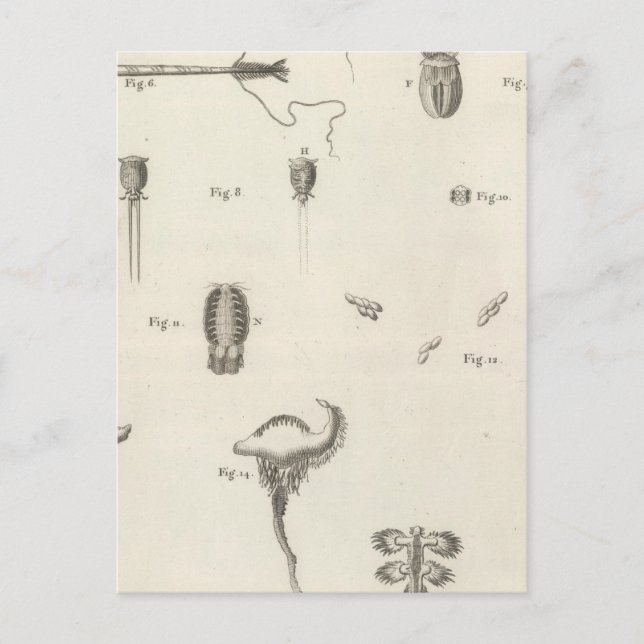 Postal Insectos (Anverso)
