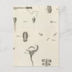 Postal Insectos