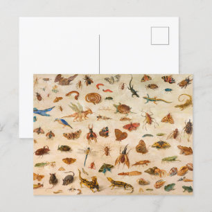 Postal Insectos, anfibios y conchas de Jan van Kessel