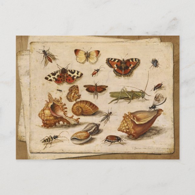 Postal Insectos, cáscaras y mariposas (Anverso)