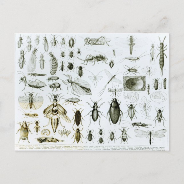 Postal Insectos de entomología (Anverso)
