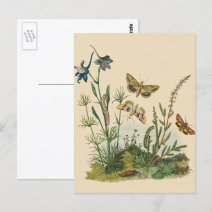 Postal Insectos de Jardín Vintage, mariposas, orugas
