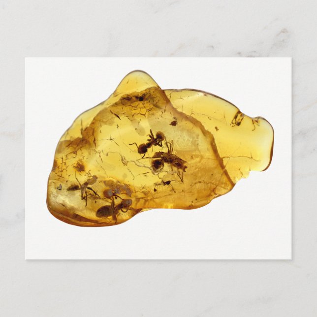 Postal Insectos dentro de ámbar (Anverso)