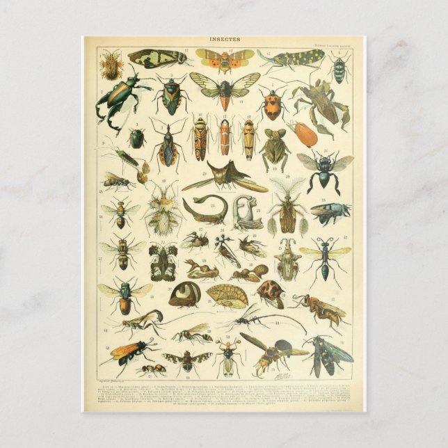 Postal insectos diccionarios de ilustracion (Anverso)