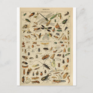 Postal insectos diccionarios de ilustracion