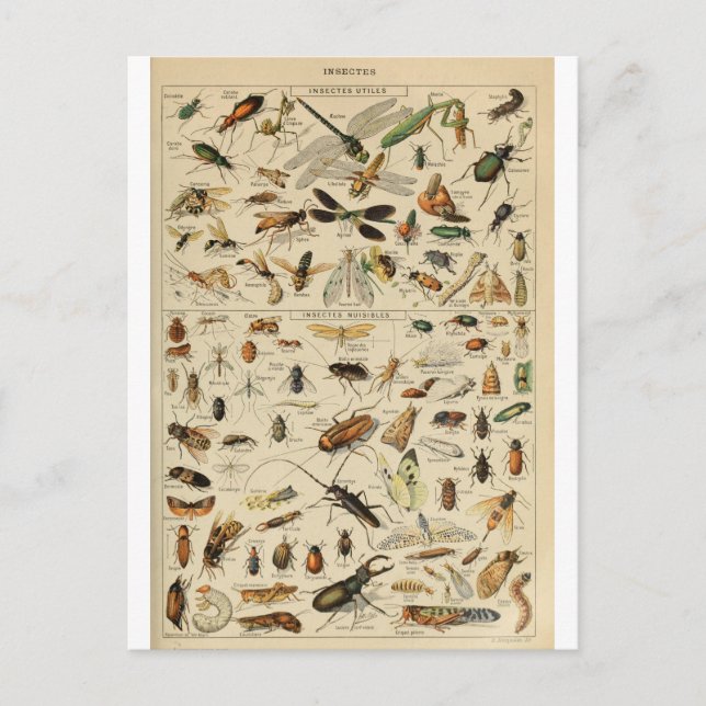 Postal insectos diccionarios de ilustracion (Anverso)