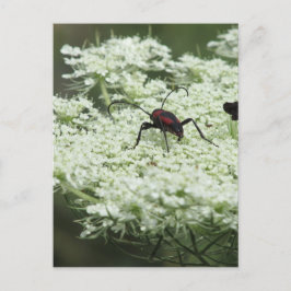 Postal Insectos en la flor de los viejos