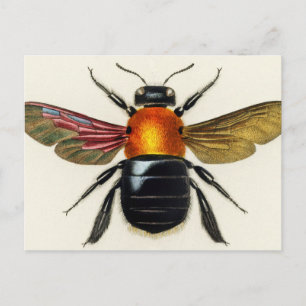 Postal Insectos ilustrados