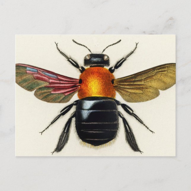 Postal Insectos ilustrados (Anverso)