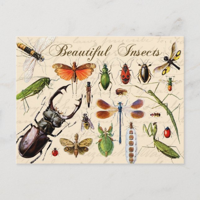 Postal Insectos - los organismos más diversos de la tierr (Anverso)