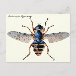 Postal Insectos Vintage Entomología Científica de Vuelo