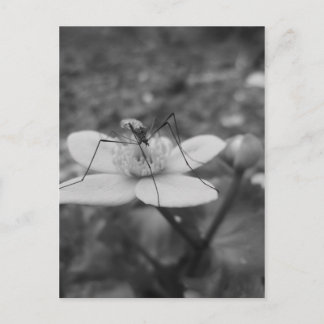 Postal insektschwarzweiß