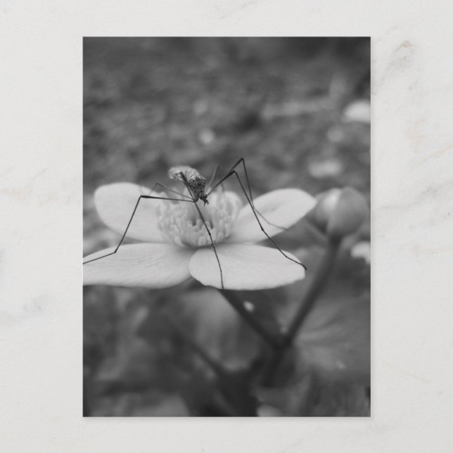 Postal insektschwarzweiß (Anverso)