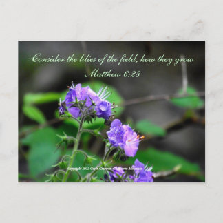 Postal Inspiración guionista reflector postcard wildernes