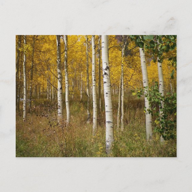 Postal inspiradora (Anverso)