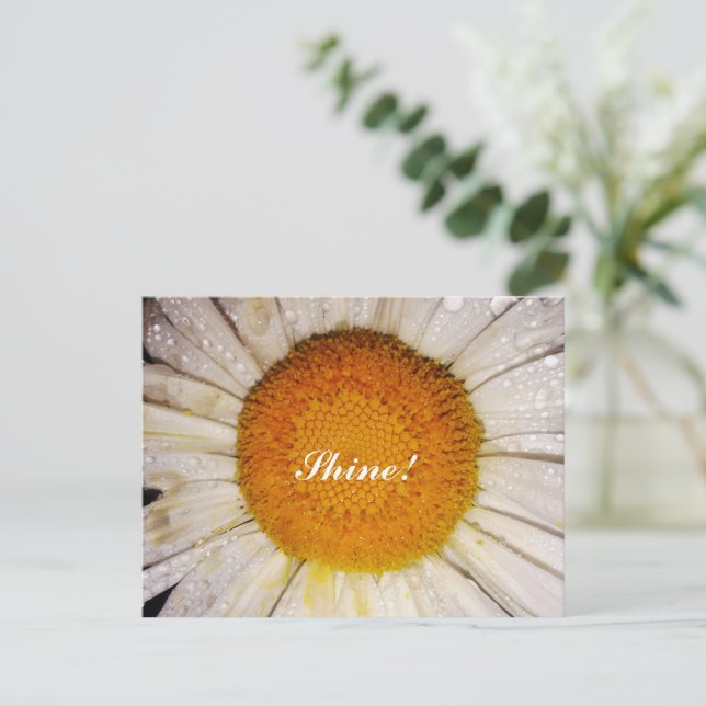 Postal Inspirational Daisy with Dew Drops - Shine! (Anverso de pie)