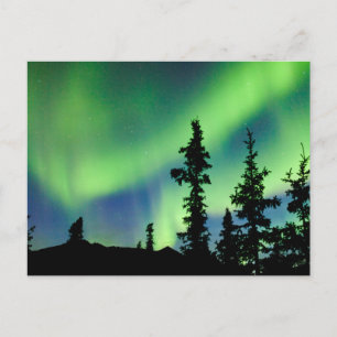 Postal Intenso Aurora borealis sobre taiga de abeto negro
