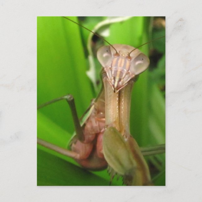 Postal Intent Mantis ~ postcard (Anverso)