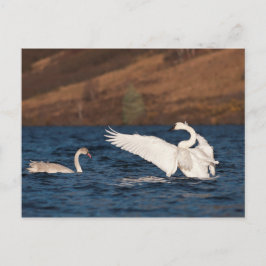 Postal Intercambio de Flapping